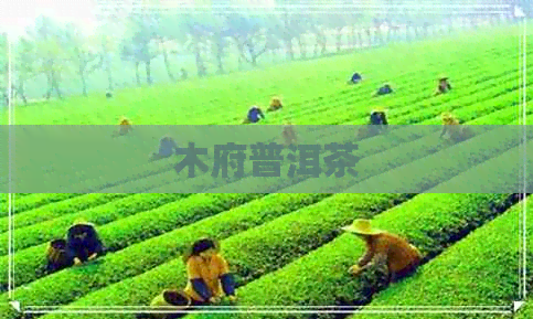 木府普洱茶