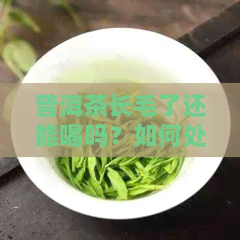 普洱茶长毛了还能喝吗？如何处理与判断？