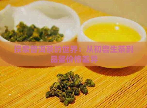 探索普洱茶的世界：从初尝生茶到品鉴价格差异