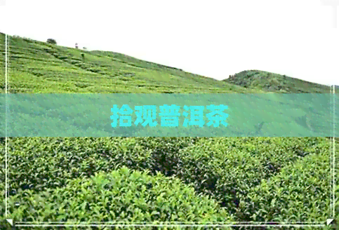 拾观普洱茶