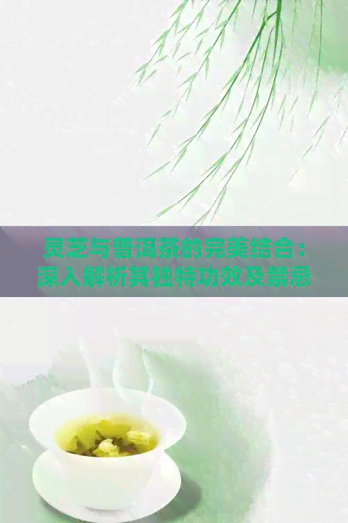 灵芝与普洱茶的完美结合：深入解析其独特功效及禁忌