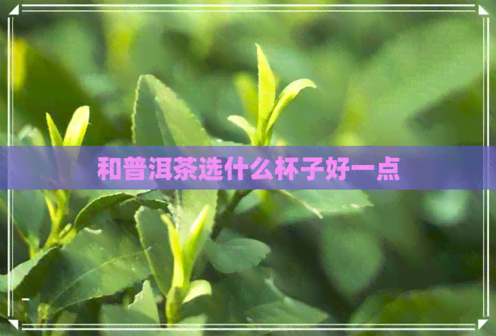 和普洱茶选什么杯子好一点