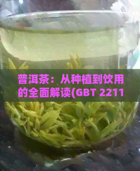 普洱茶：从种植到饮用的全面解读(GBT 22111-2008标准)