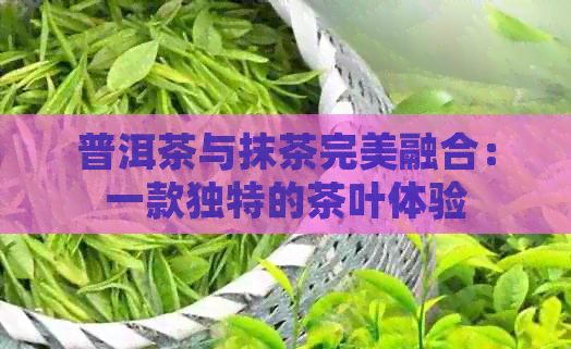 普洱茶与抹茶完美融合：一款独特的茶叶体验