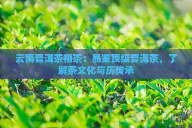 云南普洱茶祖茶：品鉴顶级普洱茶，了解茶文化与历传承