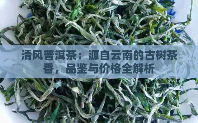 清风普洱茶：源自云南的古树茶香，品鉴与价格全解析