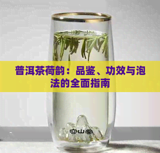 普洱茶荷韵：品鉴、功效与泡法的全面指南