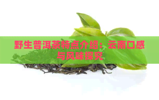 野生普洱茶特点介绍：云南口感与风味探究