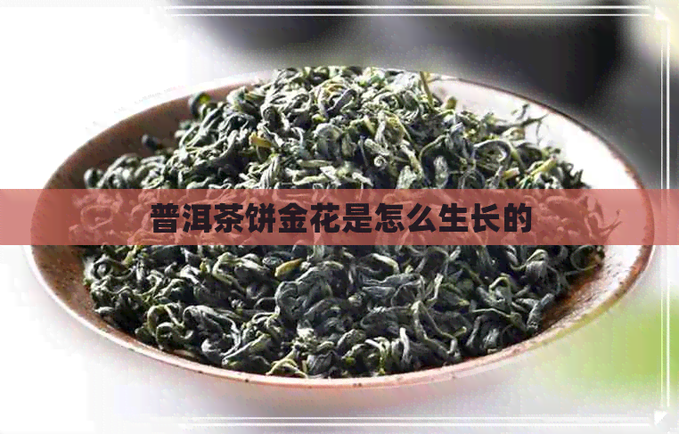 普洱茶饼金花是怎么生长的