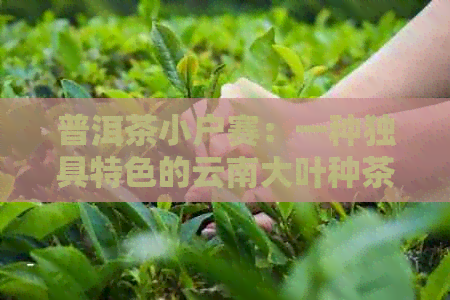 普洱茶小户赛：一种独具特色的云南大叶种茶品探究