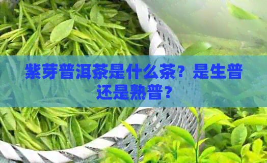 紫芽普洱茶是什么茶？是生普还是熟普？