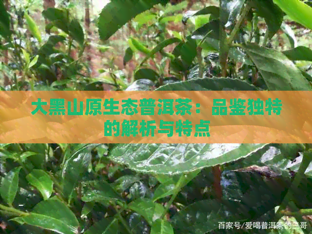 大黑山原生态普洱茶：品鉴独特的解析与特点