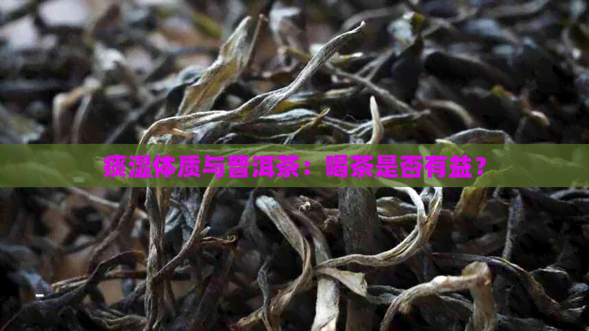 痰湿体质与普洱茶：喝茶是否有益？