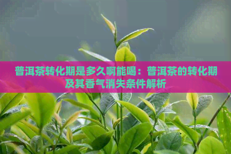 普洱茶转化期是多久啊能喝：普洱茶的转化期及其香气消失条件解析