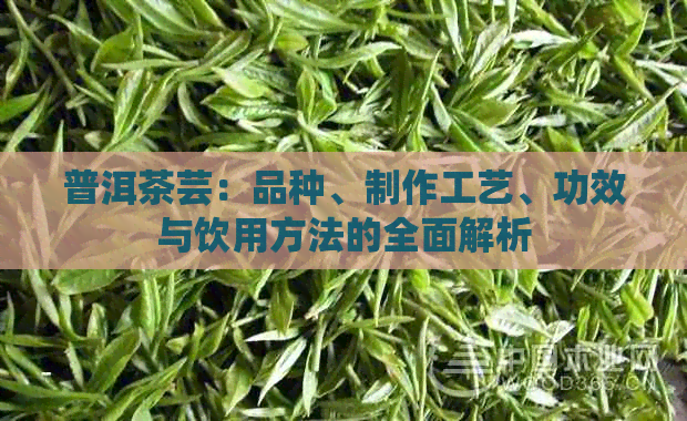 普洱茶芸：品种、制作工艺、功效与饮用方法的全面解析