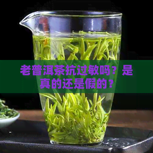 老普洱茶抗过敏吗？是真的还是假的？