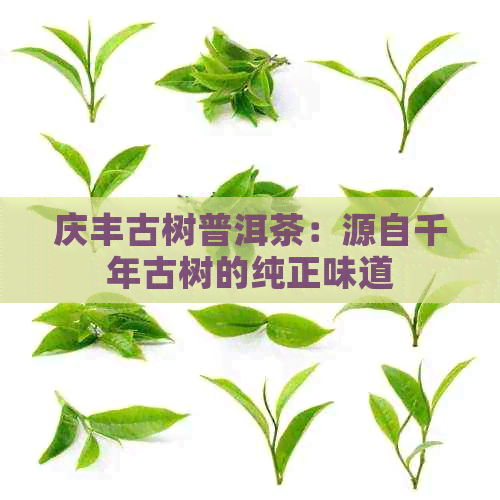 庆丰古树普洱茶：源自千年古树的纯正味道