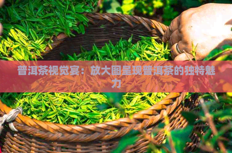 普洱茶视觉宴：放大图呈现普洱茶的独特魅力