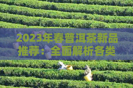 2023年春普洱茶新品推荐：全面解析各类别的特点与品饮技巧