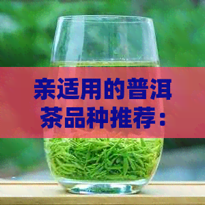 亲适用的普洱茶品种推荐：一份全面指南