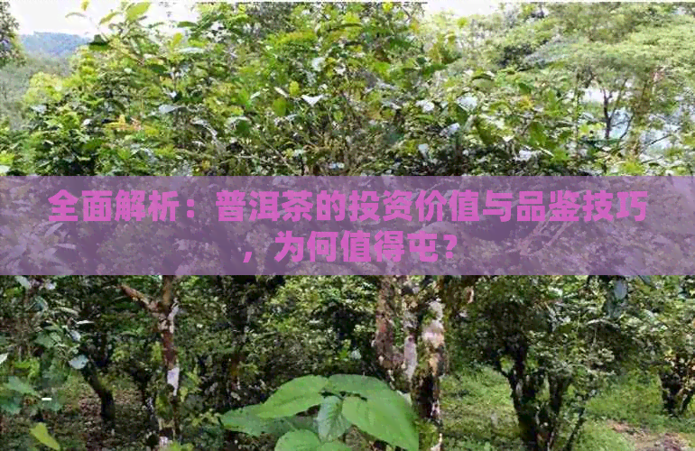 全面解析：普洱茶的投资价值与品鉴技巧，为何值得屯？