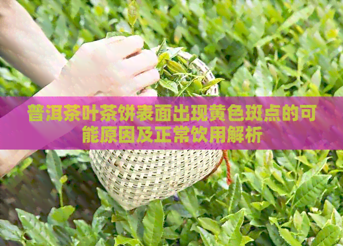 普洱茶叶茶饼表面出现黄色斑点的可能原因及正常饮用解析