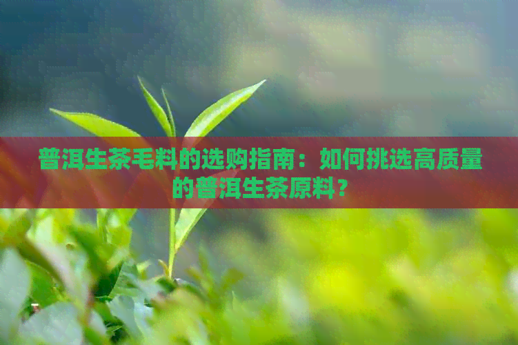 普洱生茶毛料的选购指南：如何挑选高质量的普洱生茶原料？