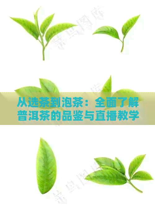 从选茶到泡茶：全面了解普洱茶的品鉴与直播教学