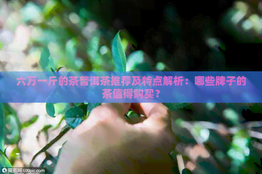 六万一斤的茶普洱茶推荐及特点解析：哪些牌子的茶值得购买？