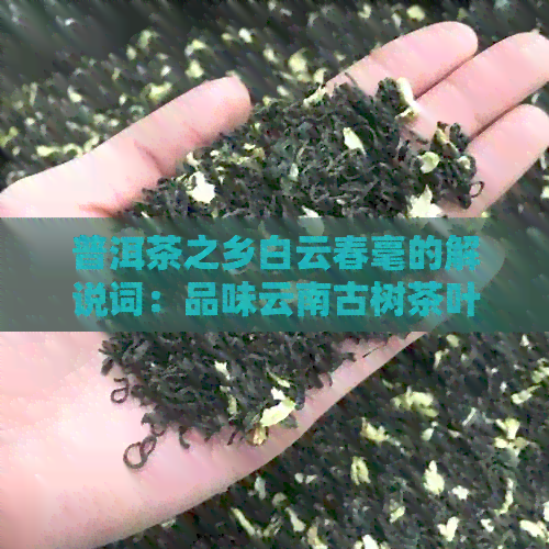 普洱茶之乡白云春毫的解说词：品味云南古树茶叶的魅力与独特风味