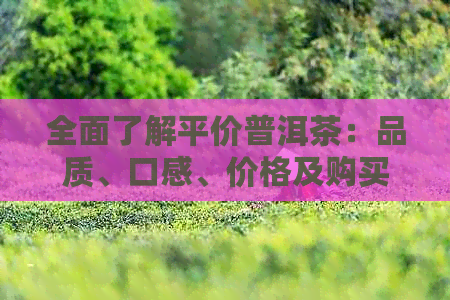 全面了解平价普洱茶：品质、口感、价格及购买指南，助您轻松挑选优质茶品