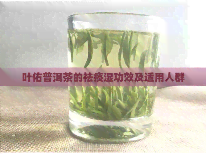 叶佑普洱茶的祛痰湿功效及适用人群