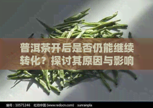 普洱茶开后是否仍能继续转化？探讨其原因与影响因素