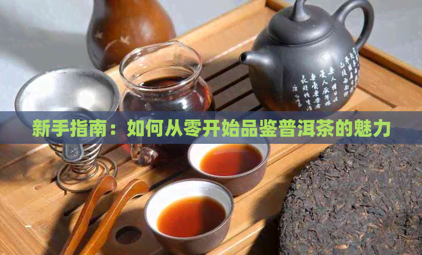 新手指南：如何从零开始品鉴普洱茶的魅力