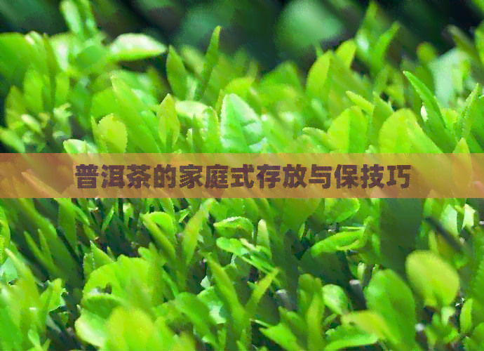 普洱茶的家庭式存放与保技巧