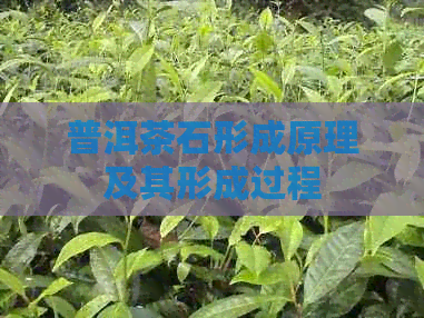 普洱茶石形成原理及其形成过程