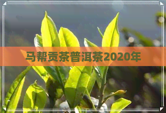 马帮贡茶普洱茶2020年