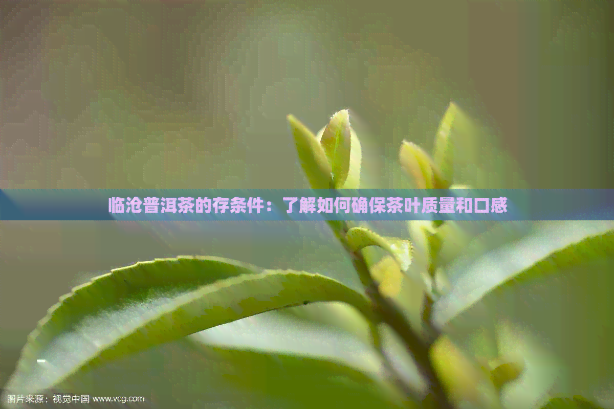 临沧普洱茶的存条件：了解如何确保茶叶质量和口感