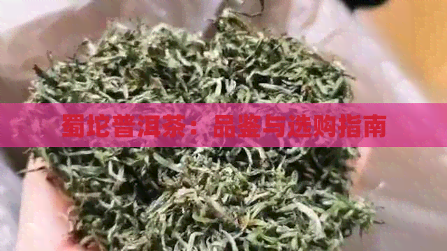 蜀坨普洱茶：品鉴与选购指南