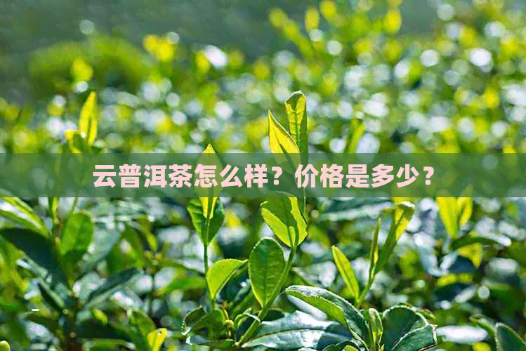 云普洱茶怎么样？价格是多少？