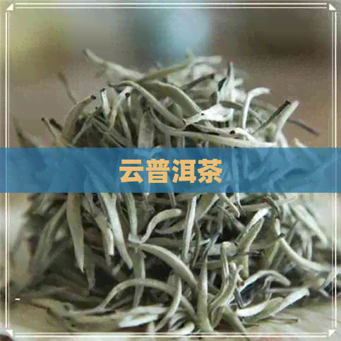 云普洱茶