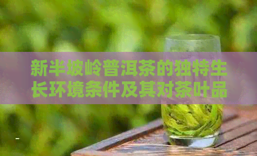 新半坡岭普洱茶的独特生长环境条件及其对茶叶品质的影响