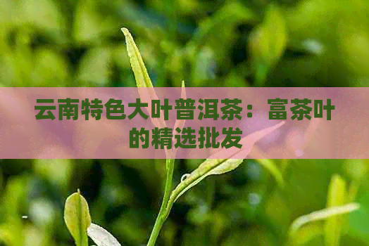 云南特色大叶普洱茶：富茶叶的精选批发