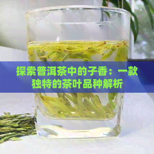 探索普洱茶中的子香：一款独特的茶叶品种解析