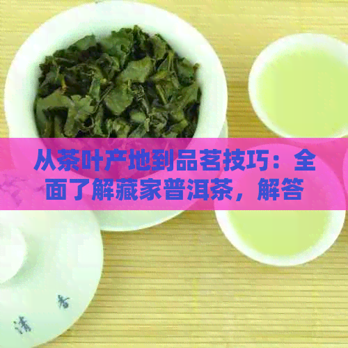 从茶叶产地到品茗技巧：全面了解藏家普洱茶，解答您的所有疑问