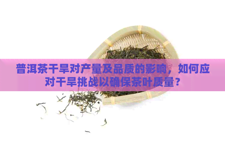 普洱茶干旱对产量及品质的影响，如何应对干旱挑战以确保茶叶质量？