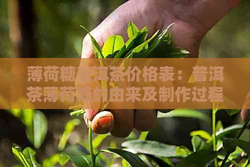 薄荷糖普洱茶价格表：普洱茶薄荷糖的由来及制作过程