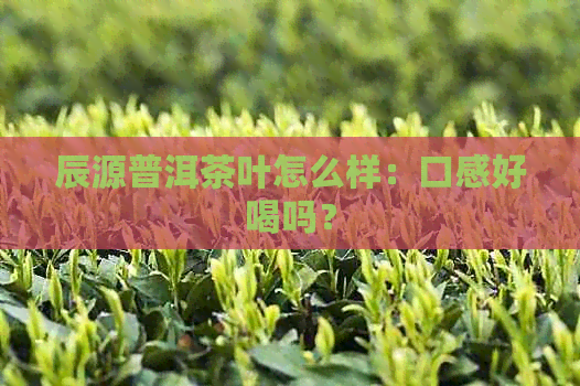 辰源普洱茶叶怎么样：口感好喝吗？