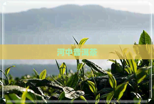 河中普洱茶