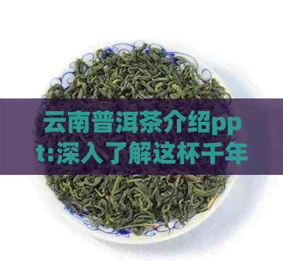 云南普洱茶介绍ppt:深入了解这杯千年的魅力绿茶